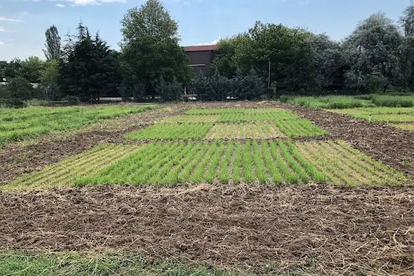 Ankara Üniversitesi Ziraat Fakültesi Tarla Bitkileri Bölümü - Resim 16