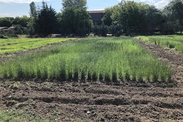 Ankara Üniversitesi Ziraat Fakültesi Tarla Bitkileri Bölümü - Resim 13