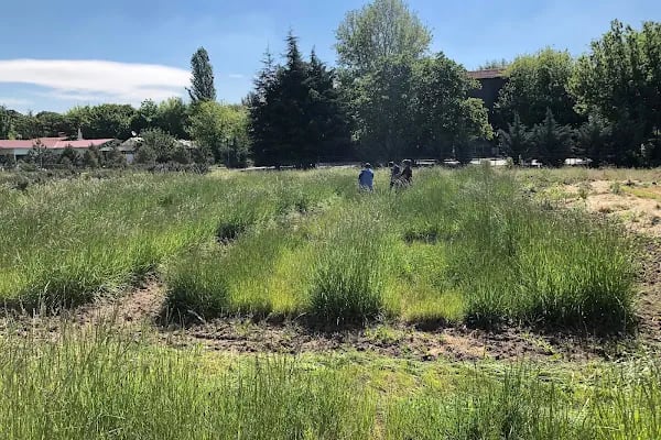Ankara Üniversitesi Ziraat Fakültesi Tarla Bitkileri Bölümü - Resim 11