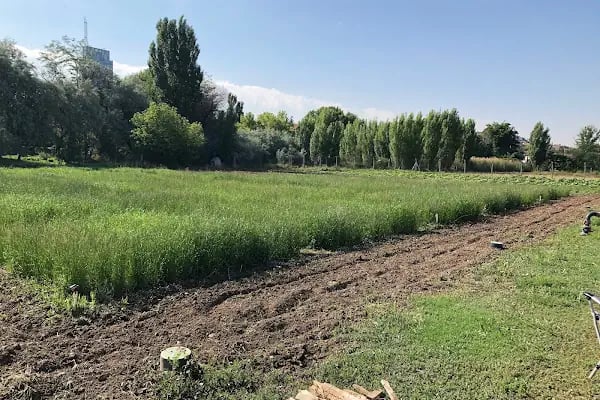 Ankara Üniversitesi Ziraat Fakültesi Tarla Bitkileri Bölümü - Resim 12