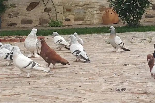 Bayındır ilçe halk kütüphanesi - Resim 5