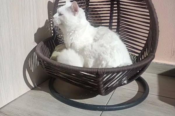 GARFİELD VETERİNER MUAYENEHANESİ - Resim 3