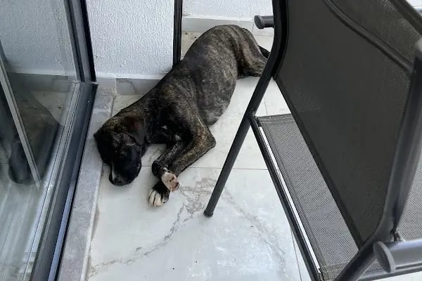 GARFİELD VETERİNER MUAYENEHANESİ - Resim 4