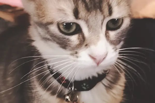 Pet Veteriner Kliniği 2- Pet Anka - Resim 8