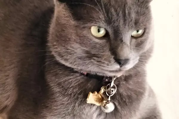 Pet Veteriner Kliniği 2- Pet Anka - Resim 5