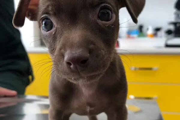 Pet Veteriner Kliniği 2- Pet Anka - Resim 19