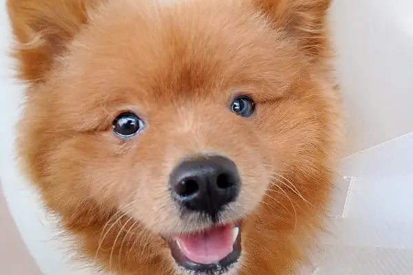Pet Veteriner Kliniği 2- Pet Anka - Resim 11