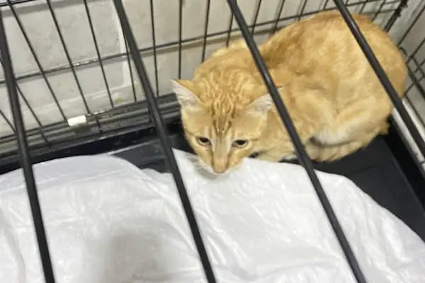 Pet Veteriner Kliniği 2- Pet Anka - Resim 14