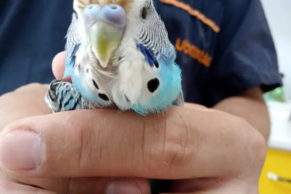 Pet Veteriner Kliniği 2- Pet Anka - Resim 12