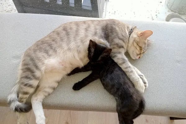 Pet Veteriner Kliniği 2- Pet Anka - Resim 13
