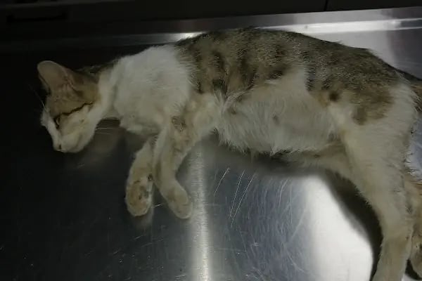 Pet Veteriner Kliniği 2- Pet Anka - Resim 20
