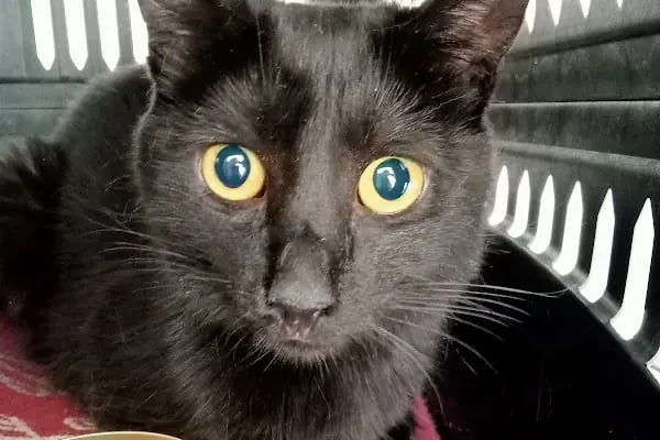 Pet Veteriner Kliniği 2- Pet Anka - Resim 4