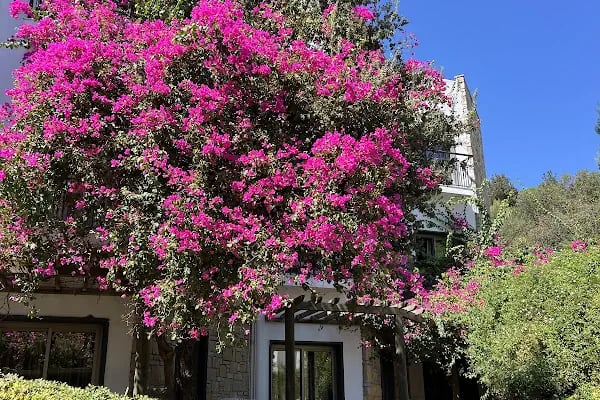 Royal Asarlik Beach Hotel &amp; Spa - Resim 18