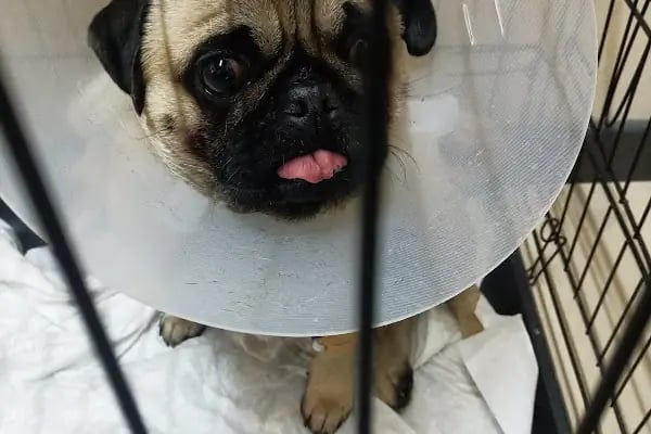 Keçiören Tepebaşı Veteriner Kliniği - Resim 10