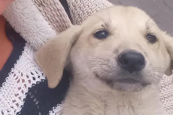 Keçiören Tepebaşı Veteriner Kliniği - Resim 14