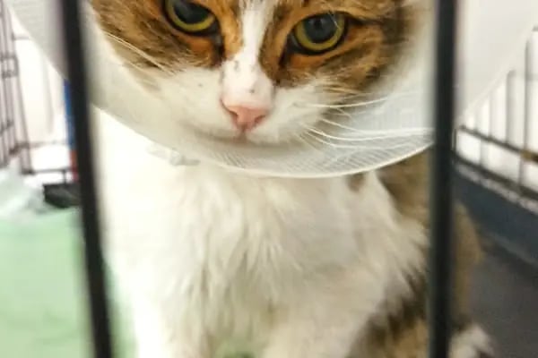 Keçiören Tepebaşı Veteriner Kliniği - Resim 5