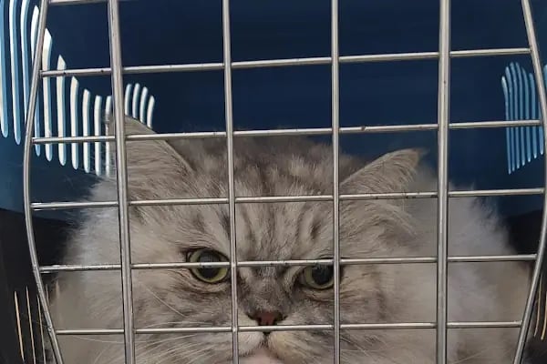 Keçiören Tepebaşı Veteriner Kliniği - Resim 4