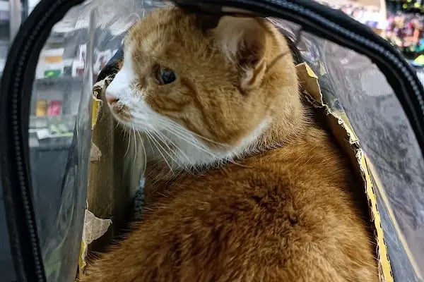 Keçiören Tepebaşı Veteriner Kliniği - Resim 18