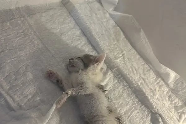 Keçiören Tepebaşı Veteriner Kliniği - Resim 17