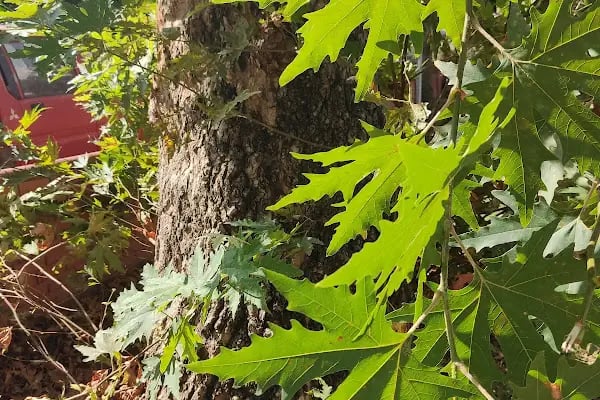 Karagöz Çocuk Parkı - Resim 15