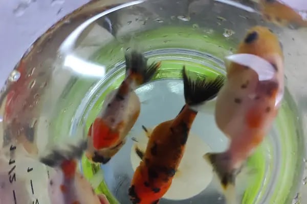 Sinem Petshop Akvaryum - Resim 7