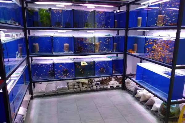 Sinem Petshop Akvaryum - Resim 10