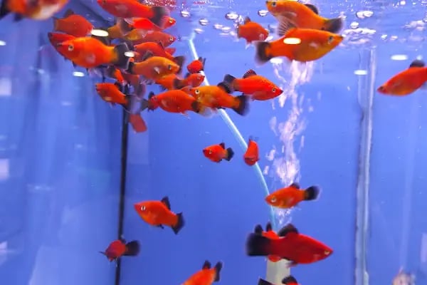 Sinem Petshop Akvaryum - Resim 5
