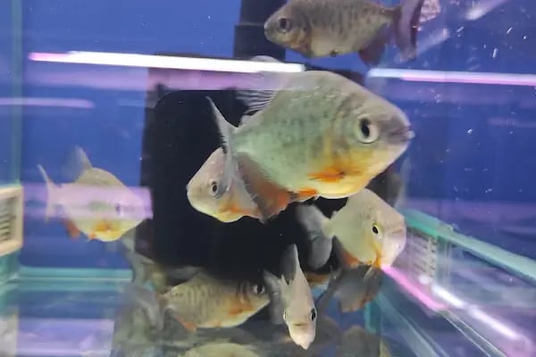 Sinem Petshop Akvaryum - Resim 3
