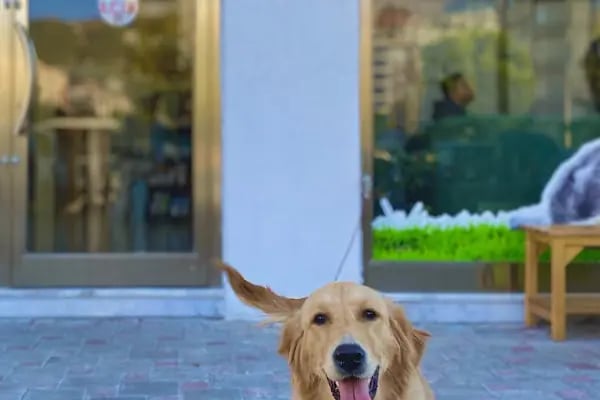 Onikişubat Veteriner Kliniği - Resim 9