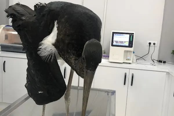 Onikişubat Veteriner Kliniği - Resim 7