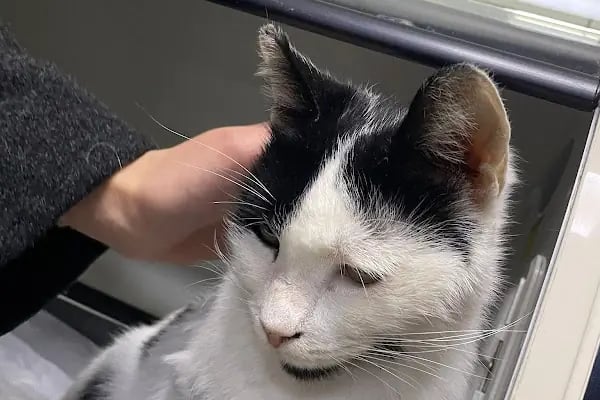 Beşiktaş Vetlove Veteriner Kliniği - Resim 2