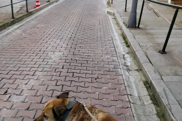 Beşiktaş Vetlove Veteriner Kliniği - Resim 5