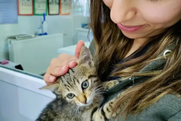 Beşiktaş Vetlove Veteriner Kliniği - Resim 12