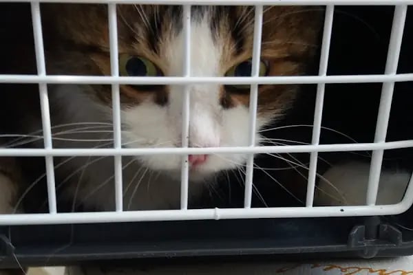 Beşiktaş Vetlove Veteriner Kliniği - Resim 6
