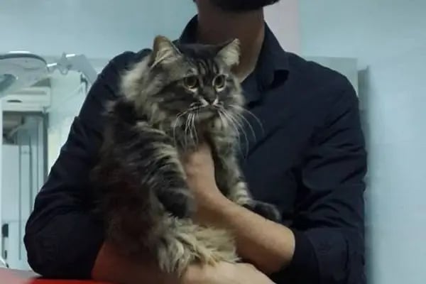 Beşiktaş Vetlove Veteriner Kliniği - Resim 16