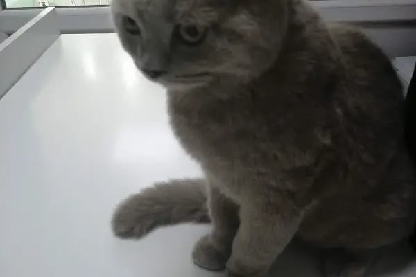 Beşiktaş Vetlove Veteriner Kliniği - Resim 13