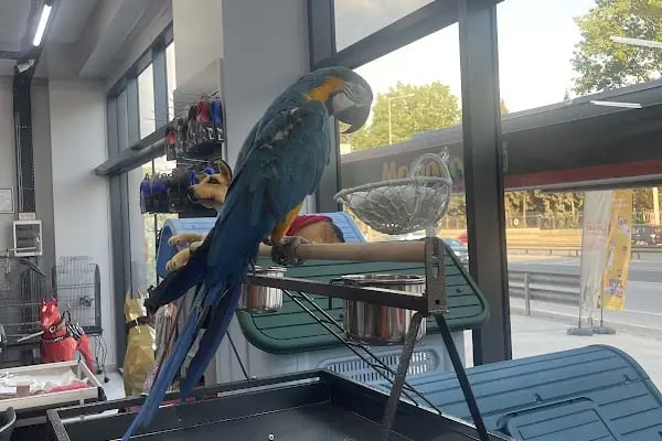 KOCAELİPET PET SHOP EVCİL HAYVAN ÜRÜLERİ - Resim 15