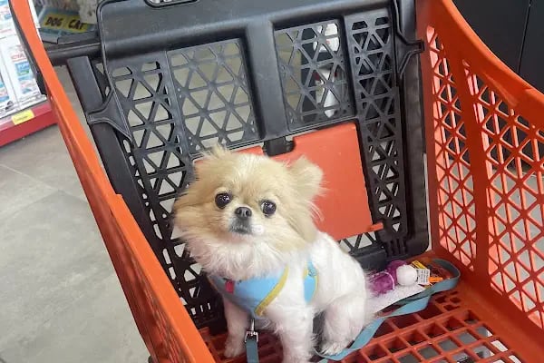 KOCAELİPET PET SHOP EVCİL HAYVAN ÜRÜLERİ - Resim 3