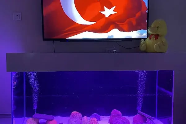 ÇINAR AKVARYUM - Resim 19