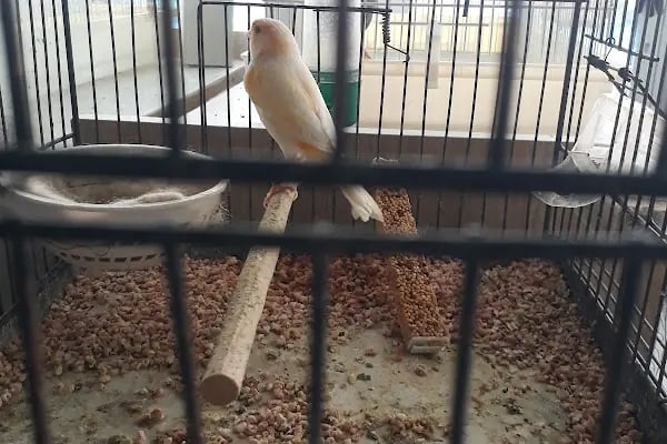 ÜNLÜ PET SHOP MUHABBET KUŞU DÜNYASI - Resim 9