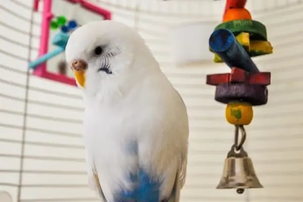 ÜNLÜ PET SHOP MUHABBET KUŞU DÜNYASI - Resim 16