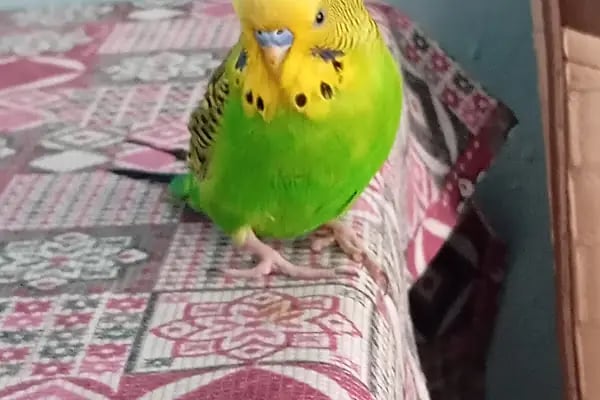 ÜNLÜ PET SHOP MUHABBET KUŞU DÜNYASI - Resim 4