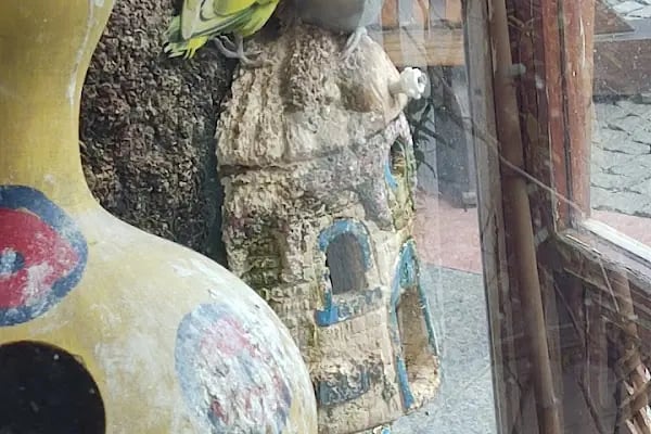 ÜNLÜ PET SHOP MUHABBET KUŞU DÜNYASI - Resim 3