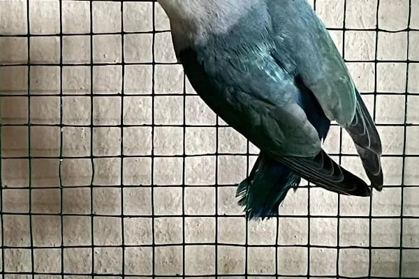 ÜNLÜ PET SHOP MUHABBET KUŞU DÜNYASI - Resim 20