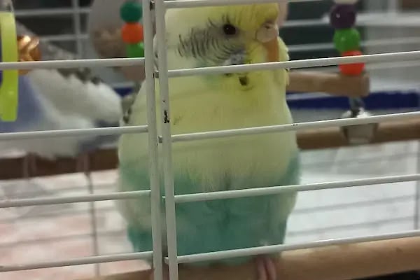 ÜNLÜ PET SHOP MUHABBET KUŞU DÜNYASI - Resim 13