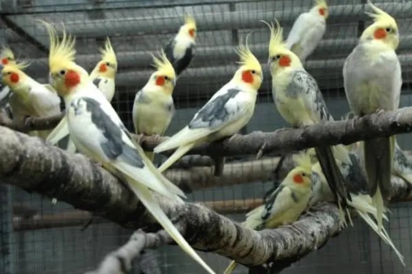 ÜNLÜ PET SHOP MUHABBET KUŞU DÜNYASI - Resim 10