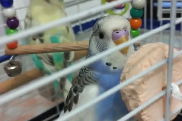 ÜNLÜ PET SHOP MUHABBET KUŞU DÜNYASI - Resim 7