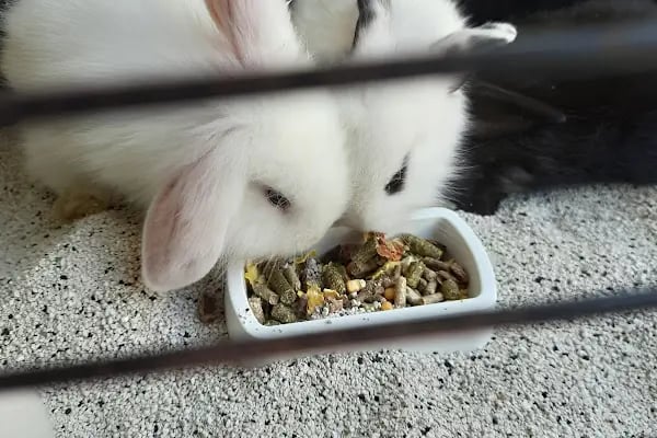 ÜNLÜ PET SHOP MUHABBET KUŞU DÜNYASI - Resim 15