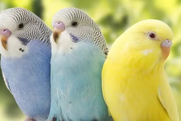 ÜNLÜ PET SHOP MUHABBET KUŞU DÜNYASI - Resim 11