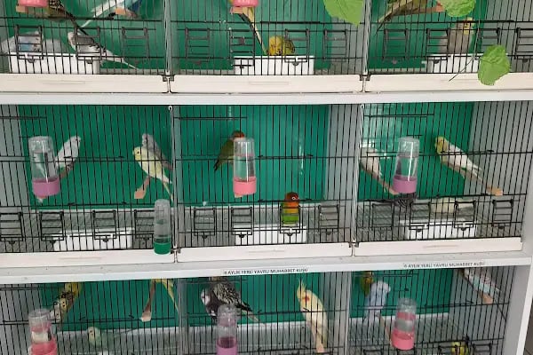 ÜNLÜ PET SHOP MUHABBET KUŞU DÜNYASI - Resim 6